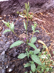Oenothera rosea