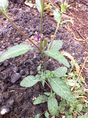 Oenothera rosea
