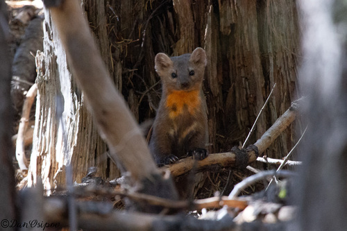 Pacific Marten