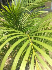 Arecaceae
