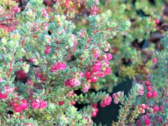 Erica haematocodon