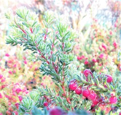 Erica haematocodon