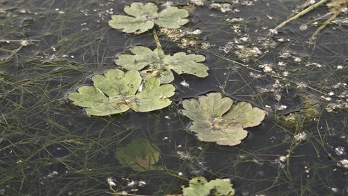 cursed crowfoot