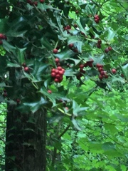 Ilex opaca