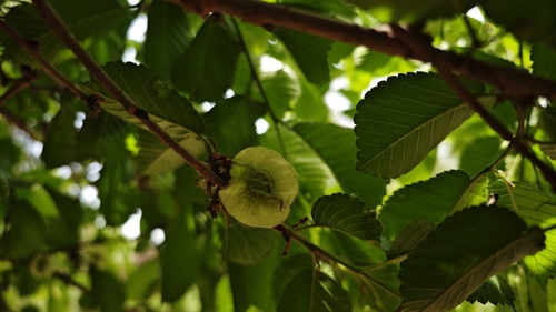 large-fruited elm