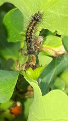 Thaumetopoea processionea