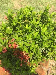 Ixora coccinea