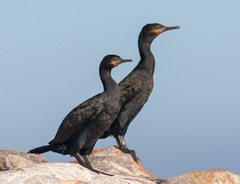 Cape Cormorant photo 3