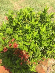 Ixora coccinea