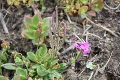 Arabis blepharophylla