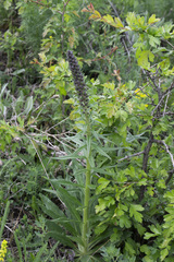 Pontechium maculatum