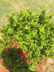 Ixora coccinea