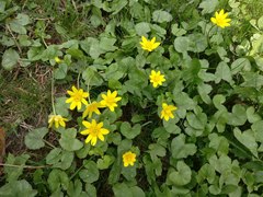 Ficaria verna