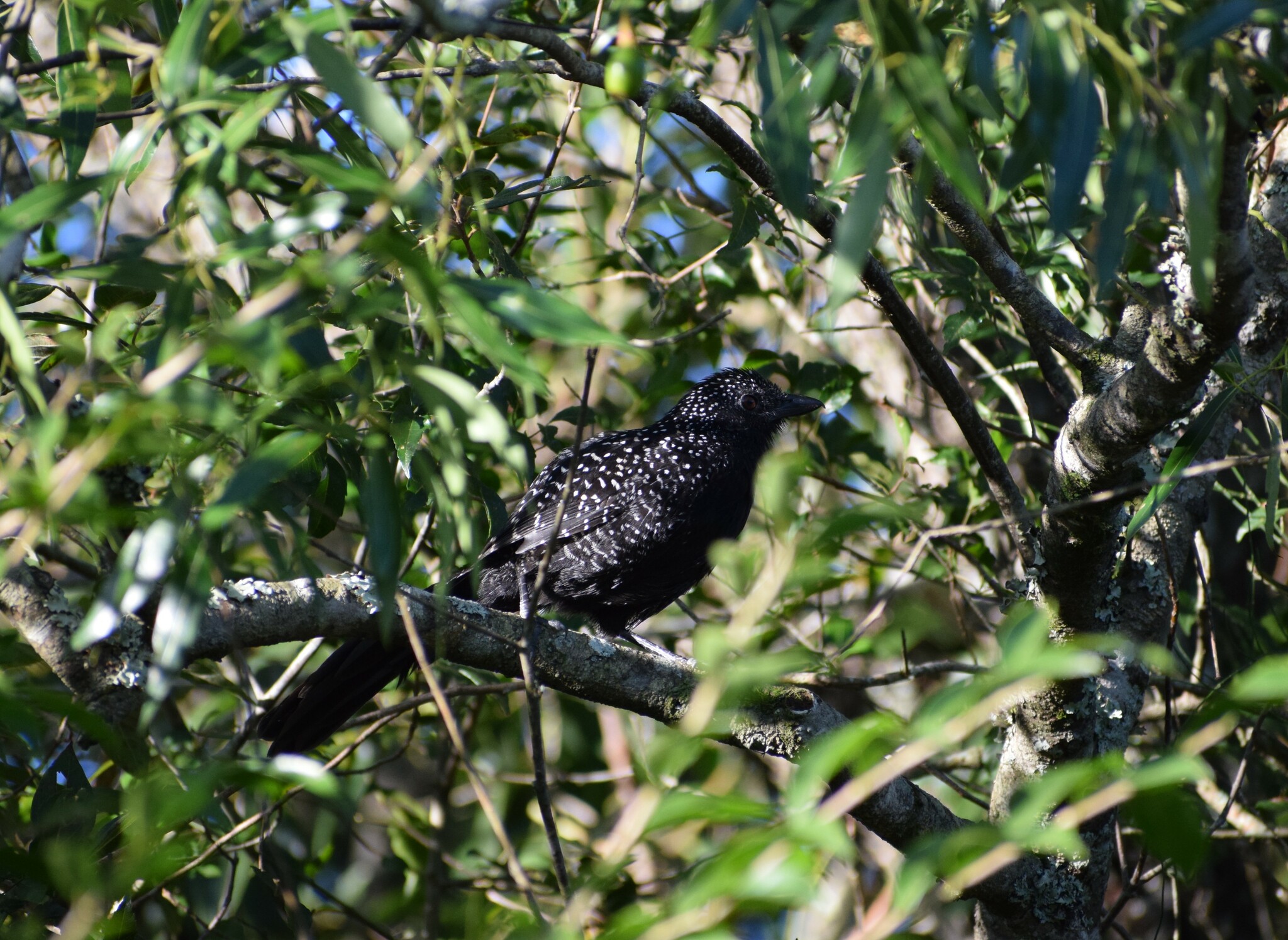 Large-tailed Antshrike (Mackenziaena leachii), photo 10