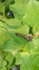 Thaumetopoea processionea