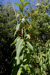 Clerodendrum indicum