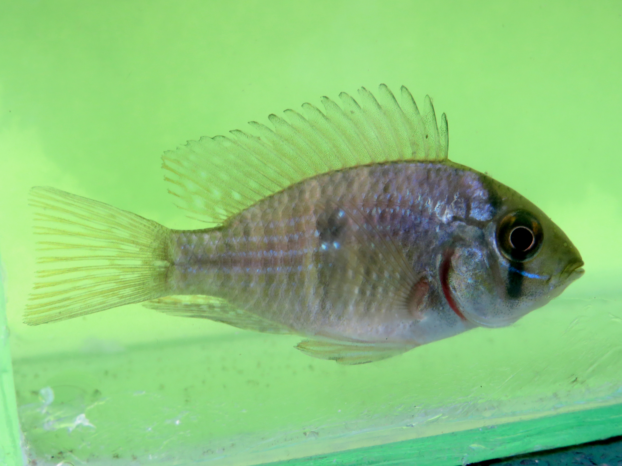 MZUSP 28461 Ho!otype of Gymnogeophagus meridionalis sp. n., SL = 80.3 mm.