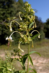 Clerodendrum indicum