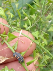 Coccinella septempunctata