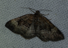 Xanthorhoe biriviata