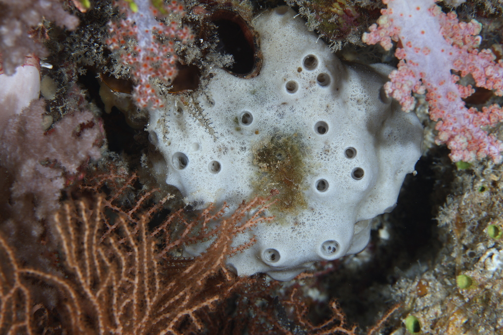 Luffariella geometrica (Luffariella geometrica)