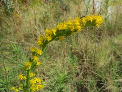 Solidago chilensis