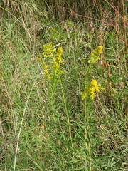Solidago chilensis