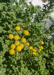 Oncosiphon sabulosus