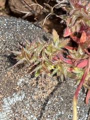 Chorizanthe polygonoides var. polygonoides