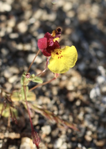 Kelso Creek monkeyflower (Erythranthe shevockii)