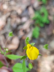 Calceolaria mexicana