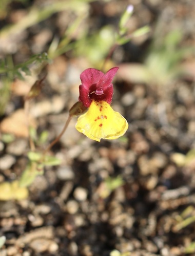 Kelso Creek monkeyflower (Erythranthe shevockii)