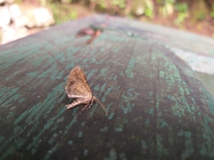 Drymaeus interpunctus