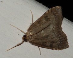 Udea prunalis