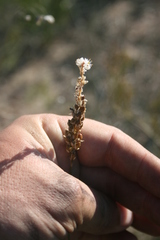 Bulbinella trinervis