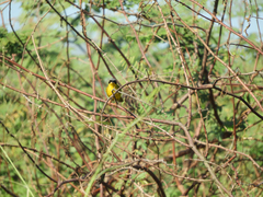 Geothlypis aequinoctialis