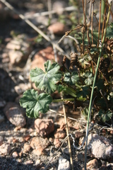 Pelargonium tabulare