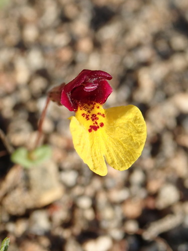 Image of Erythranthe shevockii by (c) Cricket Raspet, some rights reserved (CC BY)