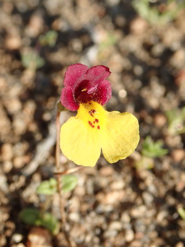 Image of Erythranthe shevockii by (c) Cricket Raspet, some rights reserved (CC BY)