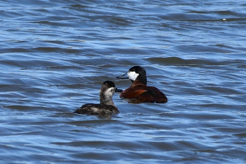 Ruddy Duck from Wissahickon Waterfowl Preserve on April 24, 2024 at 10: ...