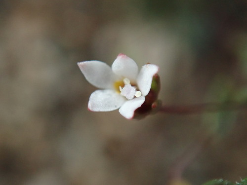 Image of Nemacladus breviflorus by (c) Cricket Raspet, some rights reserved (CC BY)