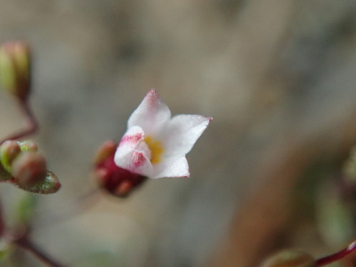 Image of Nemacladus breviflorus by (c) Cricket Raspet, some rights reserved (CC BY)