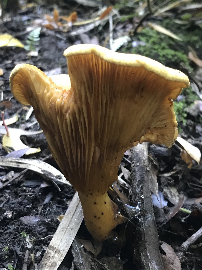 Austropaxillus statuum · April 2024 · photo: © tutitah (iNaturalist, cc0)