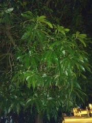 Mangifera indica