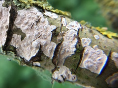 Peniophora polygonia