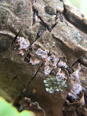 Peniophora polygonia