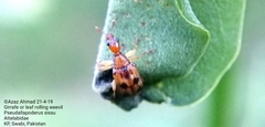 Pseudallapoderus sissus