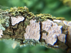 Peniophora polygonia