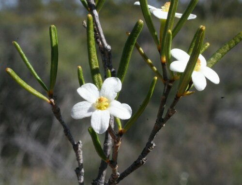 Ricinocarpos graniticus