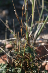 Pelargonium tabulare